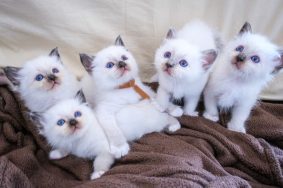 DU PALAIS DU CHAT
