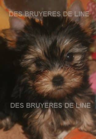 NOUGIER MARIE - Image 2