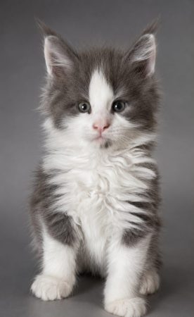 CHATTERIE MAINE COONS OF IRISH TOUCH - Image 12