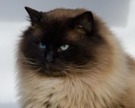 CHATTERIE DES COSMOPOLITAINS
