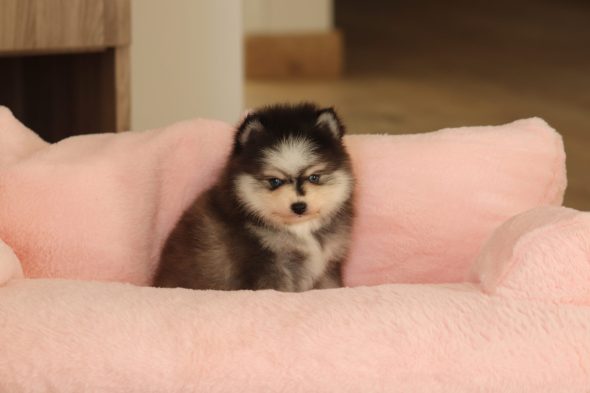 Shubenca Pomsky - Image 3
