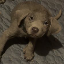 Du Royaume du Labrador et sa chocolaterie