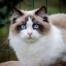 CHATTERIE DES COSMOPOLITAINS