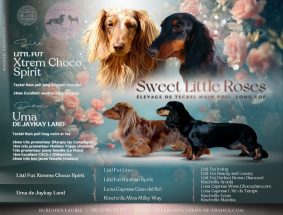 SWEET LITTLE ROSES