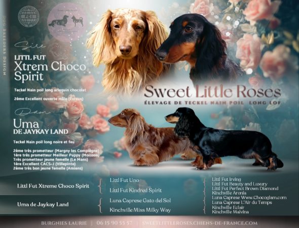 SWEET LITTLE ROSES - Image 1