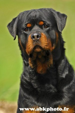 VON DER KRONING KEISER - Image 8
