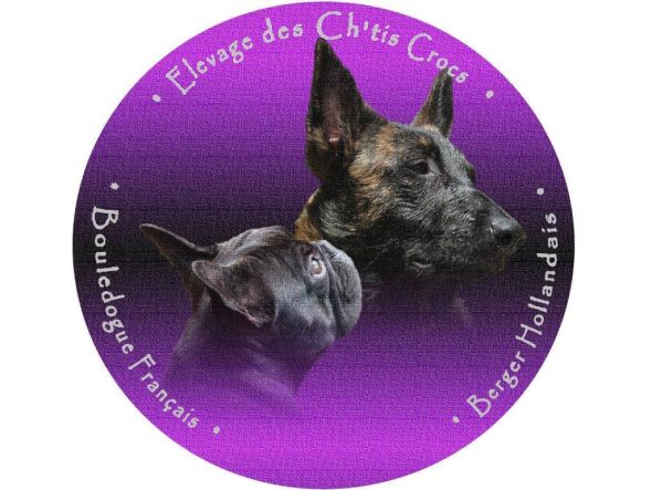 DES CH TIS CROCS - Image 1