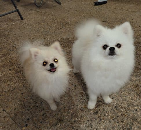 DOMAINE SPITZ NAIN POMERANIAN DES OLIVIERS - Image 17
