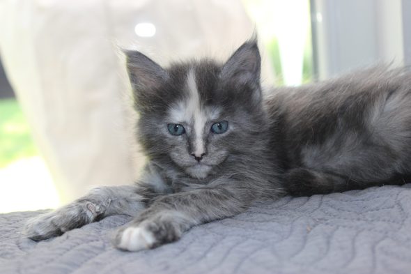 PLUME’S LITTLEPAWS - Image 54