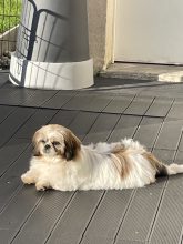 Le domaine des chiens du bonheur