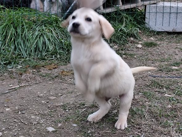 LES POMSKY DE ST ROMAN - Image 2