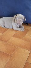 BEAUTY FRENCHY BULLY