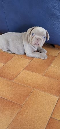 BEAUTY FRENCHY BULLY - Image 2