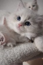 LITTLE LOVING PAWS