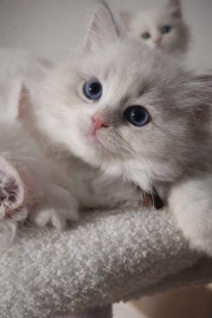LITTLE LOVING PAWS - Image 3