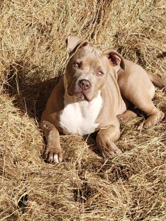 BREIZH BULLY KENNEL - Image 10