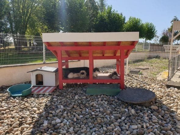 OF DARLING DOG - Image 32