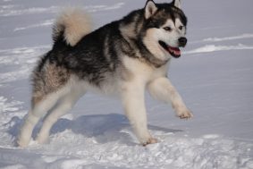 FROM WHITE MOUNTAIN LAPLAND