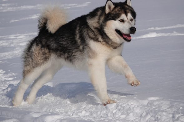 FROM WHITE MOUNTAIN LAPLAND - Image 5