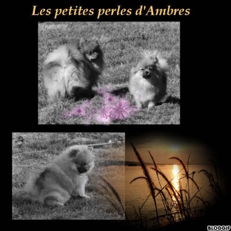 ELEVAGE LES PETITES PERLES D&rsquo;AMBRES - Image 10