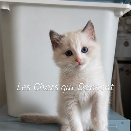 LES CHATS QUI DANSENT - Image 6