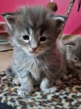 CHATTERIE DES LAGONS D&rsquo;OPALES