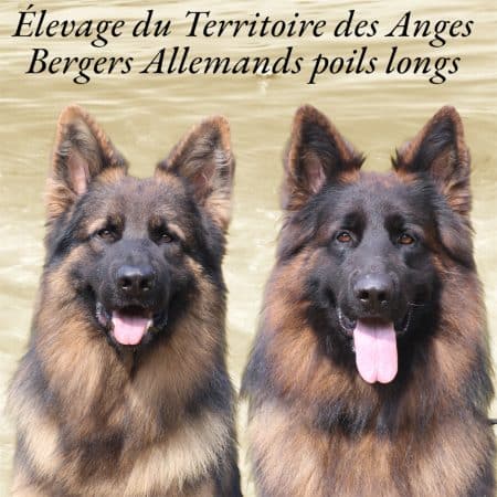 DU TERRITOIRE DES ANGES - Image 2