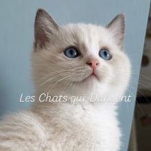 LES CHATS QUI DANSENT