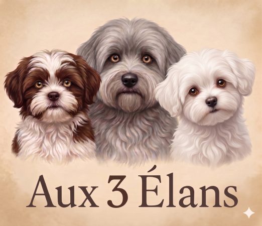 ELEVAGE AUX 3 ELANS - Image 8
