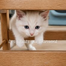 LES CHATS QUI DANSENT