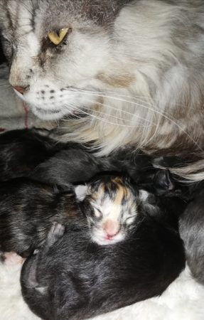 CHATTERIE DE L ILE BOISSEAU - Image 15