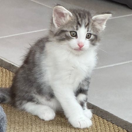 CHATTERIE MEWDIE KATT - Image 14