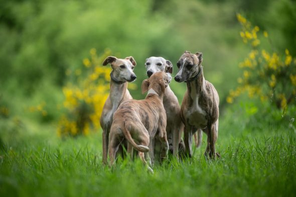 DES PLAINES DES BRUYERES – Whippet et Golden Retriever - Image 14