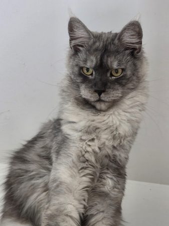CHATTERIE DES NOELLYCAT COONS - Image 8