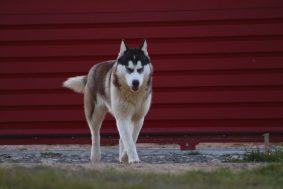 DE L’AUBE SIBERIENNE