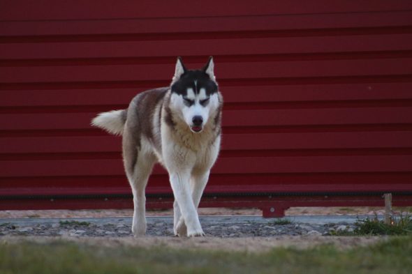 DE L’AUBE SIBERIENNE - Image 2