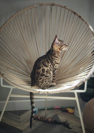 Bengal Wild Cat - Image 6
