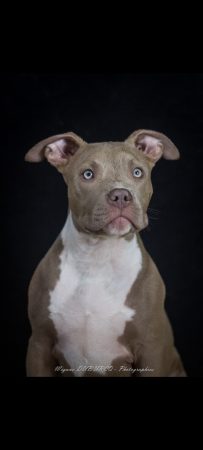 BREIZH BULLY KENNEL - Image 2