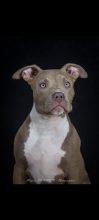 BREIZH BULLY KENNEL