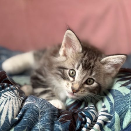 CHATTERIE MEWDIE KATT - Image 10