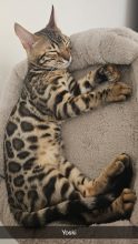 BENGAL IN LUXURY