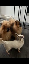 LES PETITS SPITZ DES AURIOL