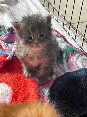 CHATTERIE DES NOELLYCAT COONS - Image 6