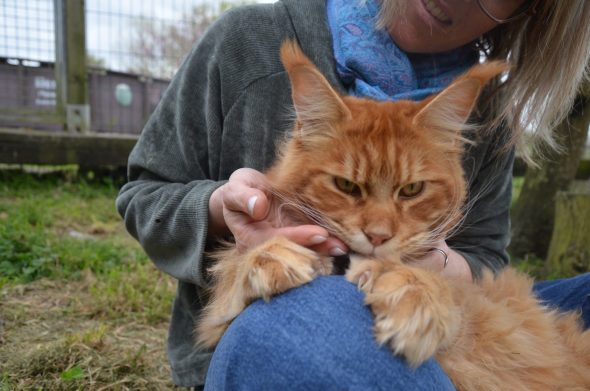 CHATTERIE DE L ILE BOISSEAU - Image 6