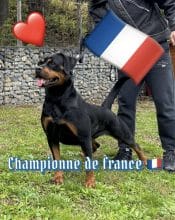des Gardiens d&rsquo;Araé Flaviaé