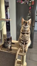 LA CHATTERIE DE LA GATERIA D ATHENA