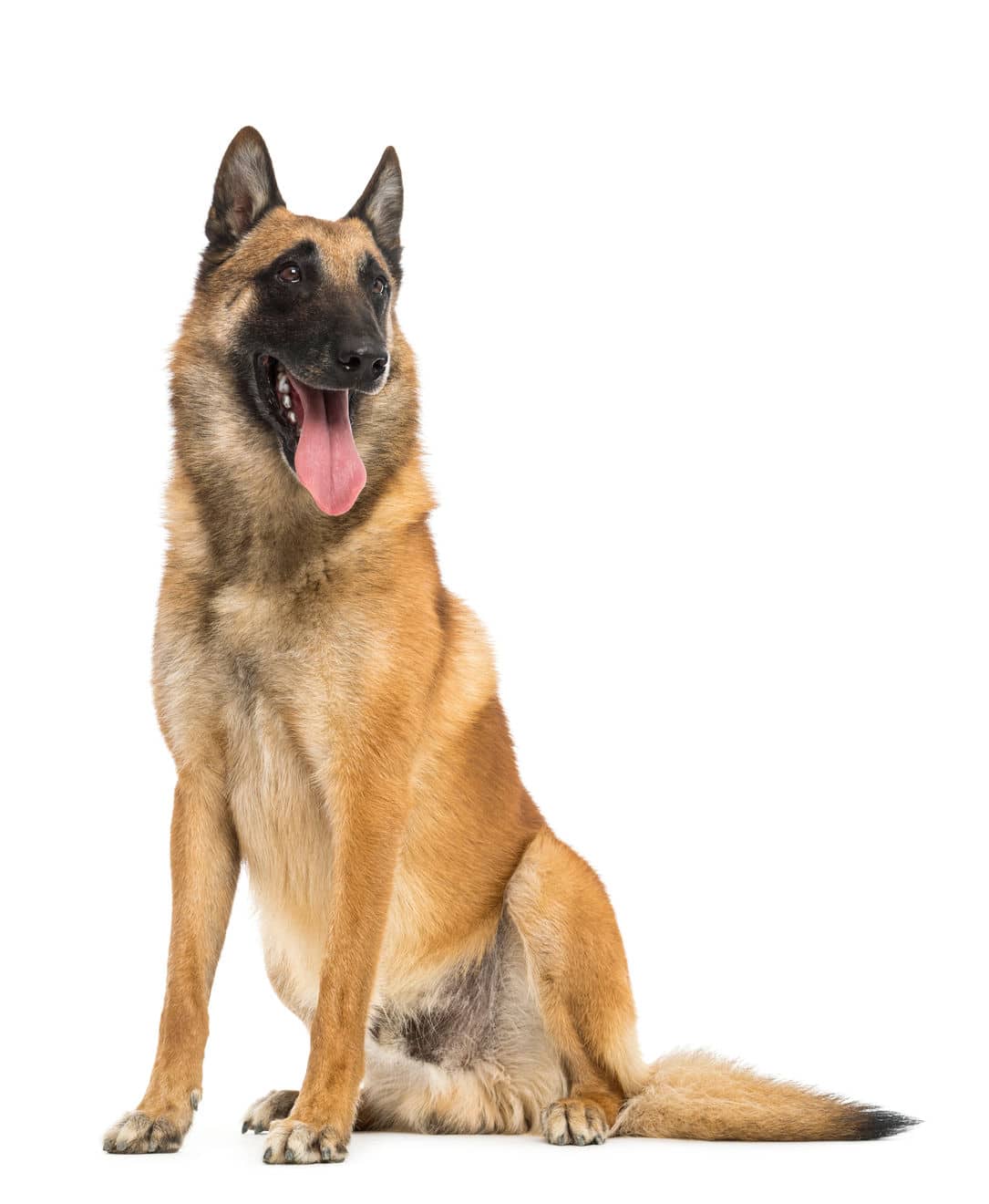 Race de chien Berger Belge malinois