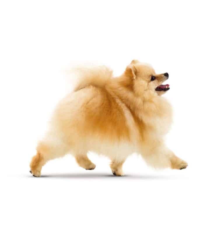 Race de chien Spitz nain