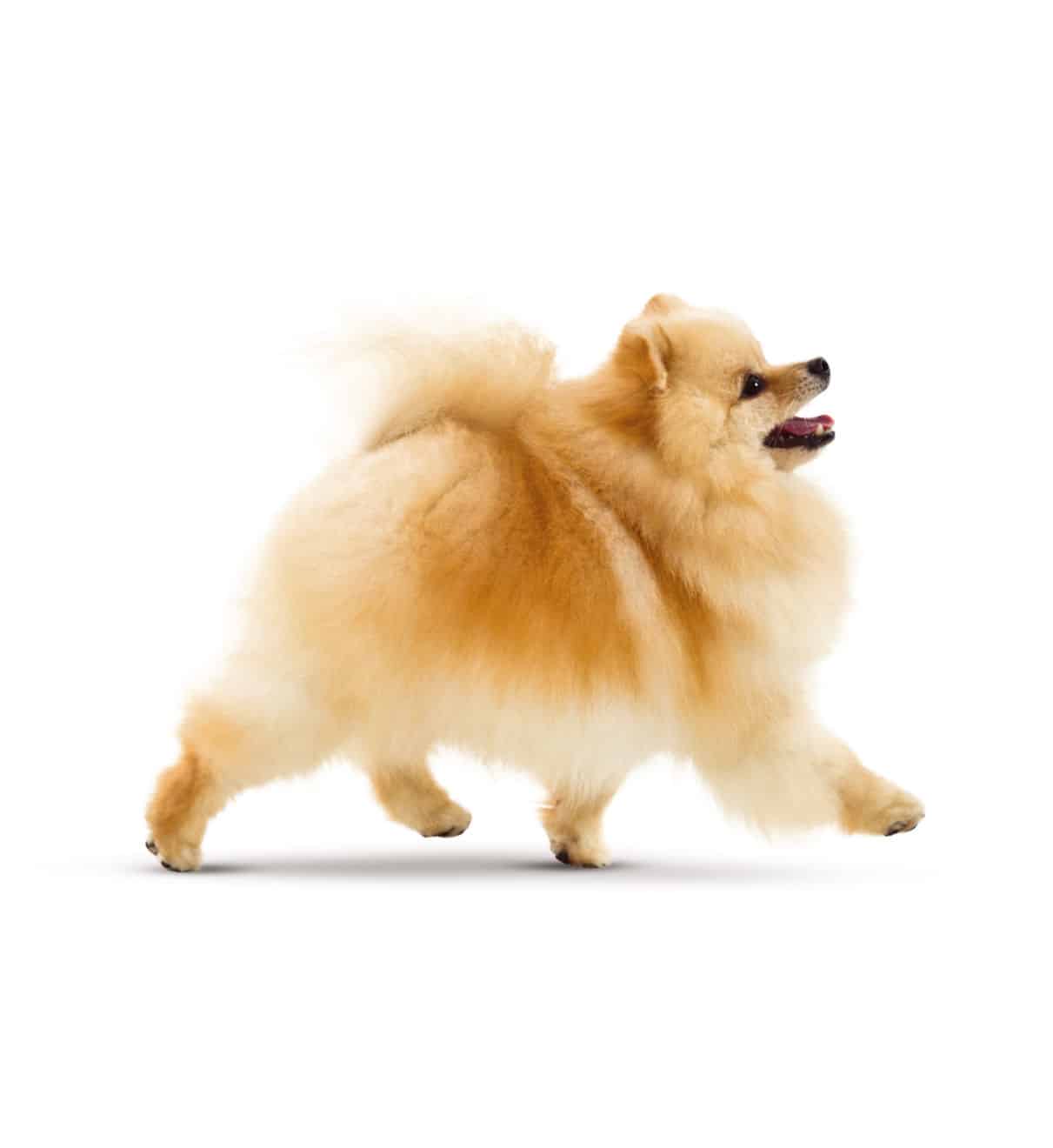 Race de chien Spitz nain
