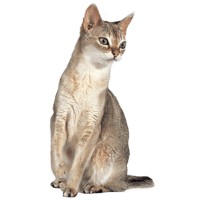 Race de chat Singapura